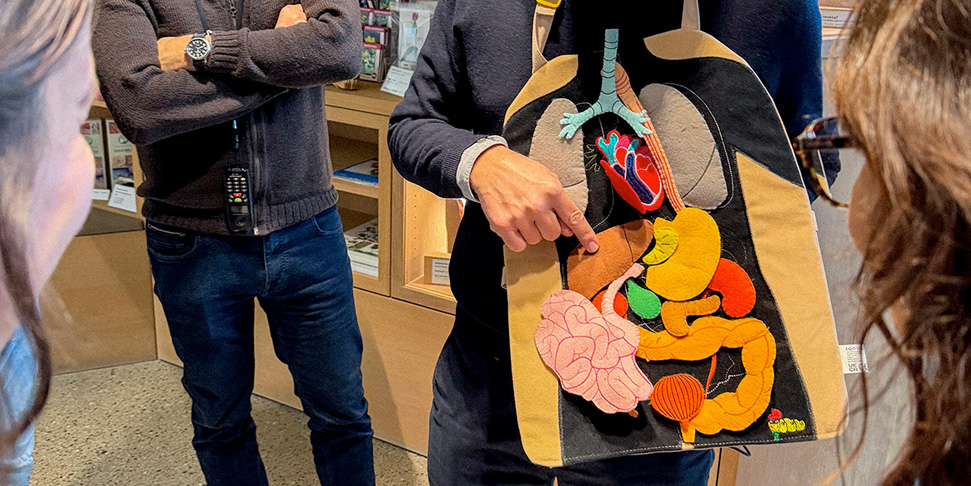 Spielerisch dargestellte Organe