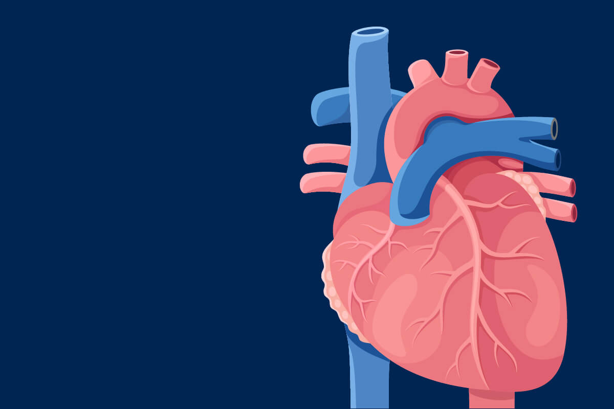 eferenzprojekt Deutsches Herzzentrum der Charité: Website-Launch im Bereich Healthcare-Kommunikation und digitale Markenentwicklung im Gesundheitswesen