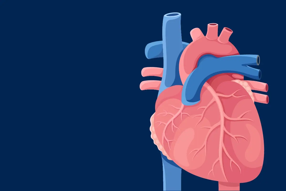 Referenzprojekt Deutsches Herzzentrum der Charité: Website-Launch im Bereich Healthcare-Kommunikation und digitale Markenentwicklung im Gesundheitswesen - Animiertes Herz auf dunkelblauem Hintergrund.