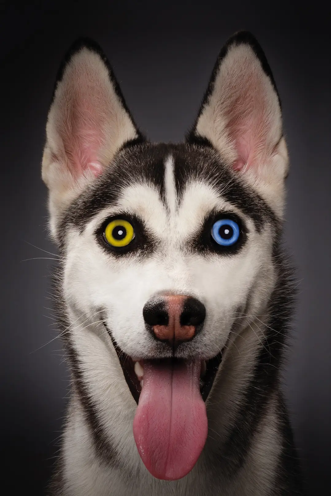 Referenzprojekt Boehringer Ingelheim Kampagne Eurican Impfstoffe für Hunde Teasermotiv